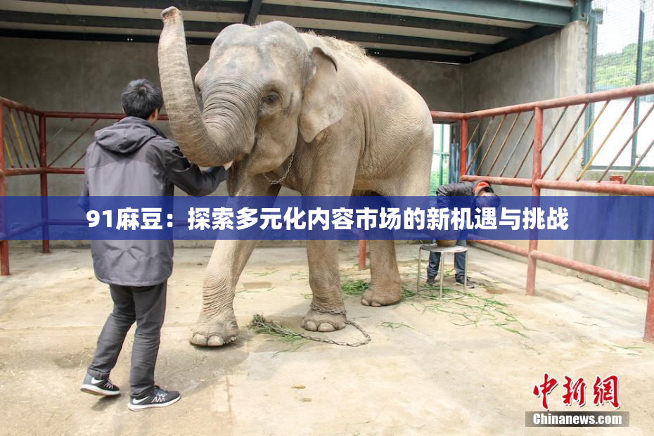91麻豆：探索多元化内容市场的新机遇与挑战