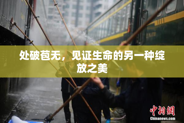 处破苞无，见证生命的另一种绽放之美