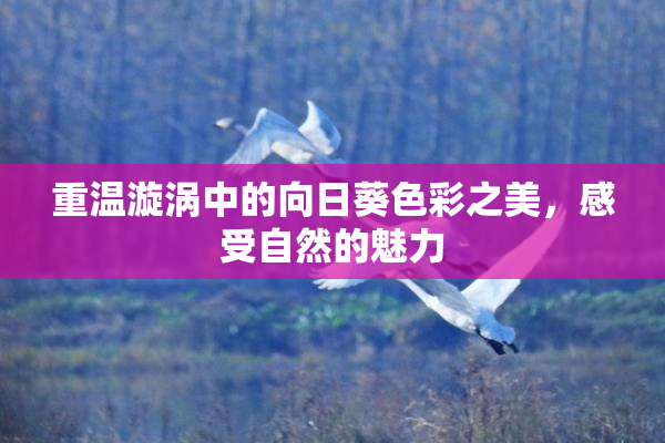 重温漩涡中的向日葵色彩之美，感受自然的魅力