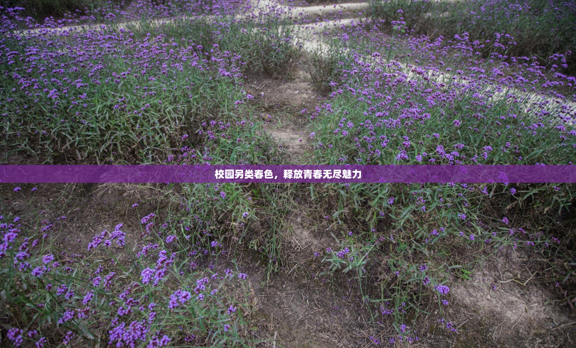 校园另类春色，释放青春无尽魅力