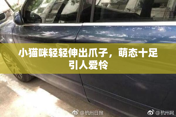 小猫咪轻轻伸出爪子，萌态十足引人爱怜