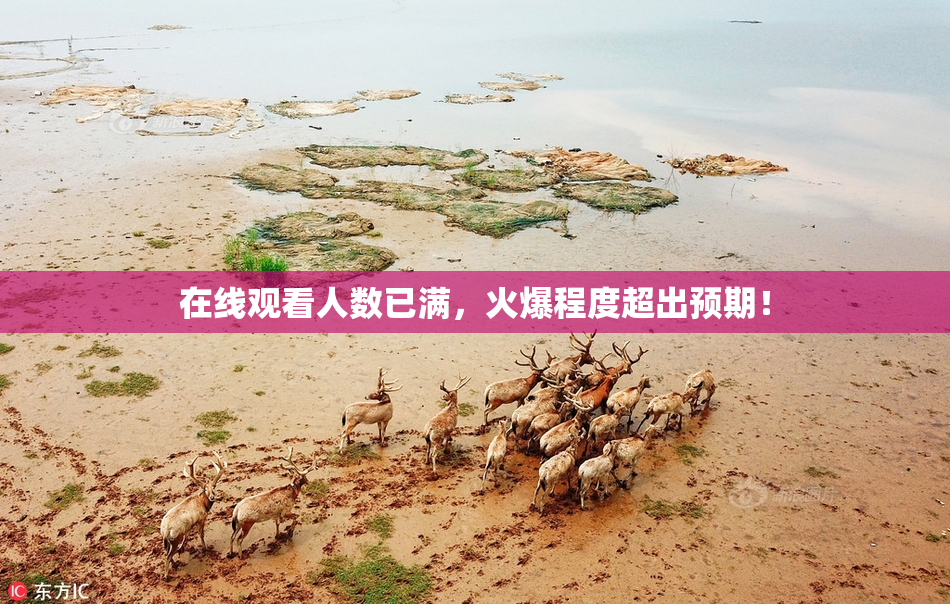 在线观看人数已满，火爆程度超出预期！
