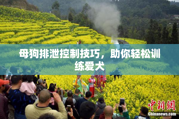 母狗排泄控制技巧，助你轻松训练爱犬