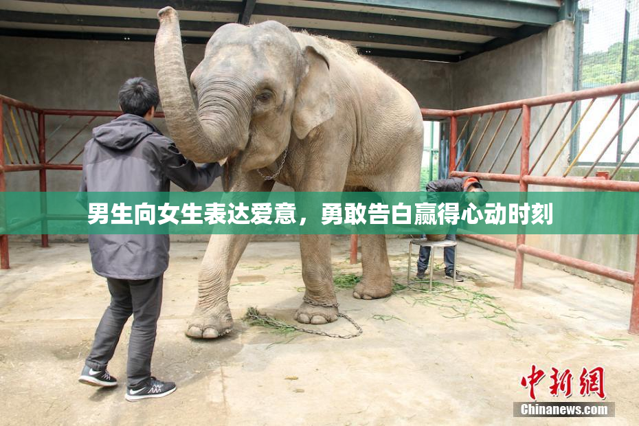 男生向女生表达爱意，勇敢告白赢得心动时刻