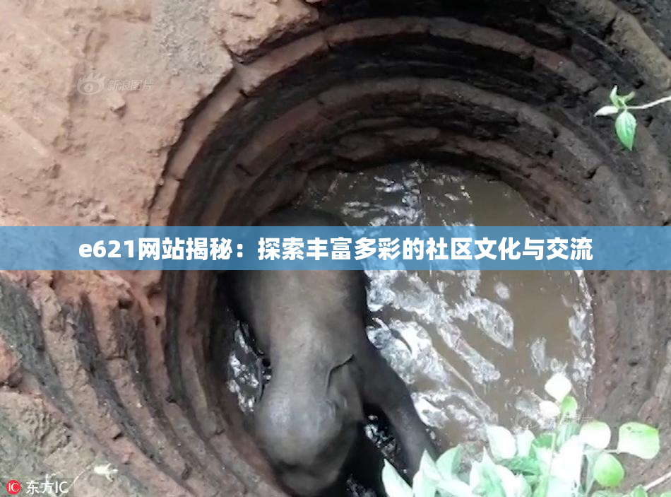 e621网站揭秘：探索丰富多彩的社区文化与交流