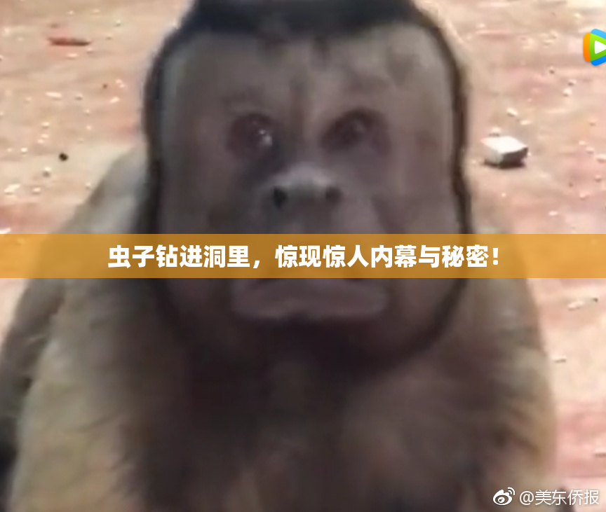 虫子钻进洞里，惊现惊人内幕与秘密！