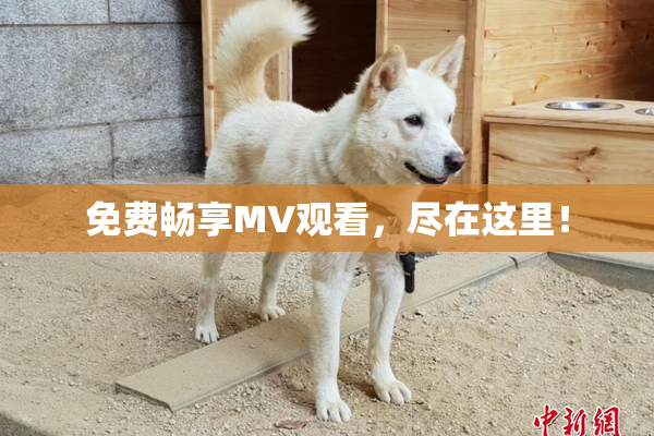 免费畅享MV观看，尽在这里！
