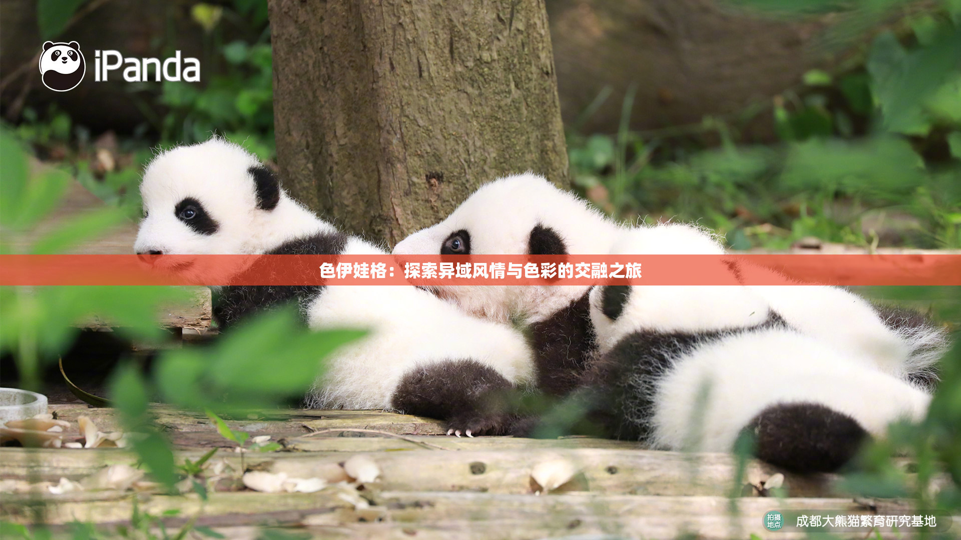 色伊娃格：探索异域风情与色彩的交融之旅