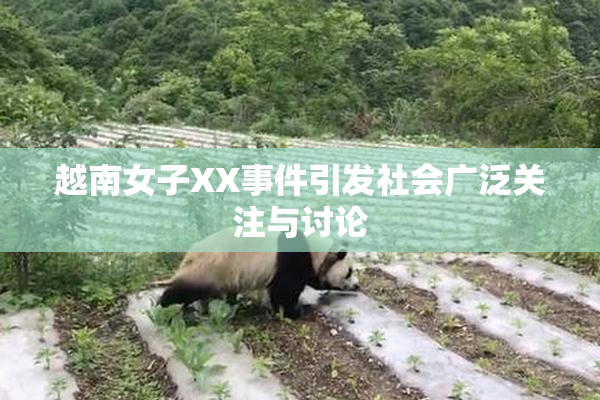 越南女子XX事件引发社会广泛关注与讨论