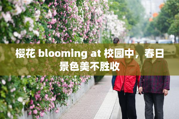 樱花 blooming at 校园中，春日景色美不胜收