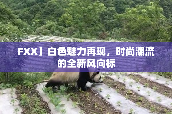 FXX】白色魅力再现，时尚潮流的全新风向标