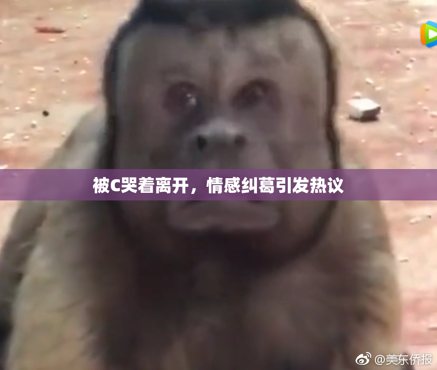 被C哭着离开，情感纠葛引发热议