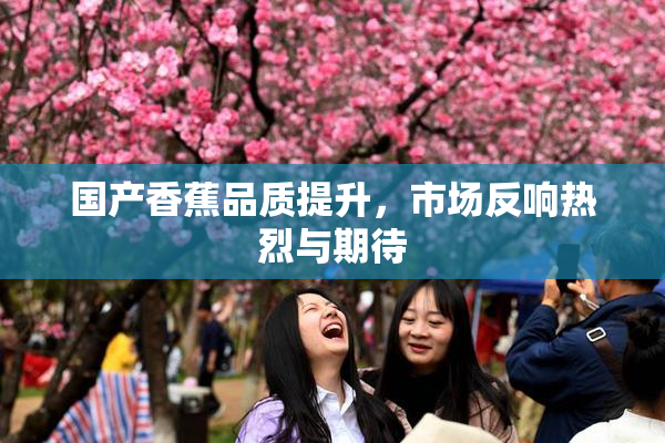 国产香蕉品质提升，市场反响热烈与期待
