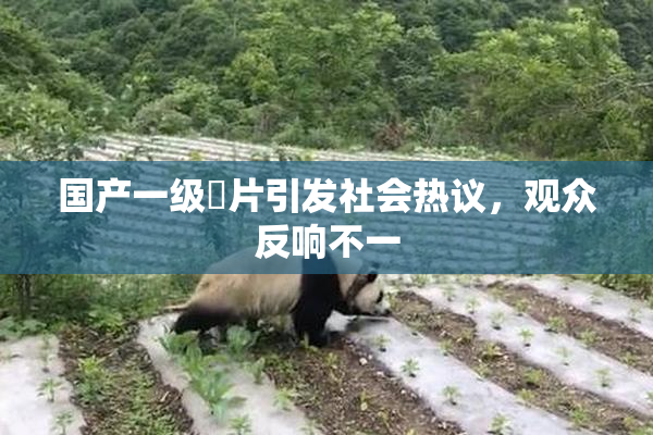 国产一级婬片引发社会热议，观众反响不一