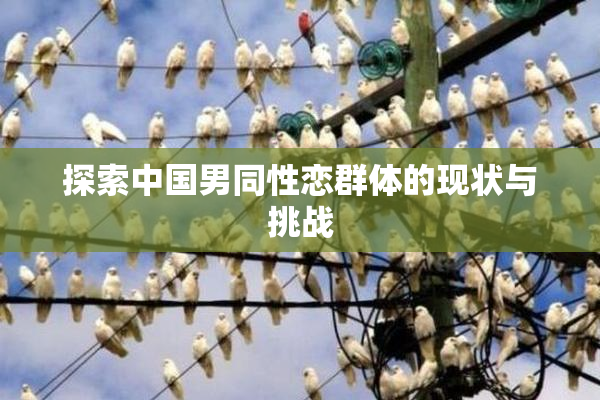 探索中国男同性恋群体的现状与挑战