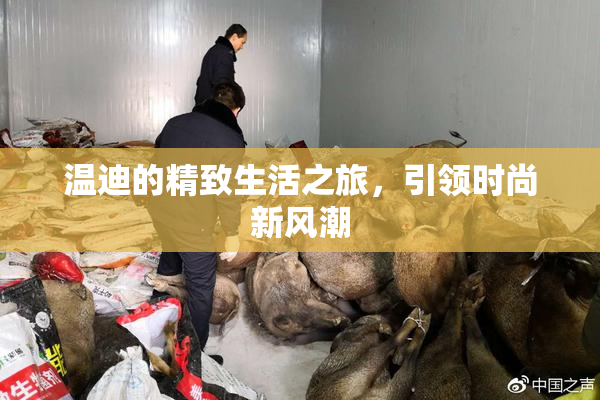 温迪的精致生活之旅，引领时尚新风潮