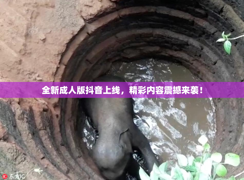 全新成人版抖音上线，精彩内容震撼来袭！