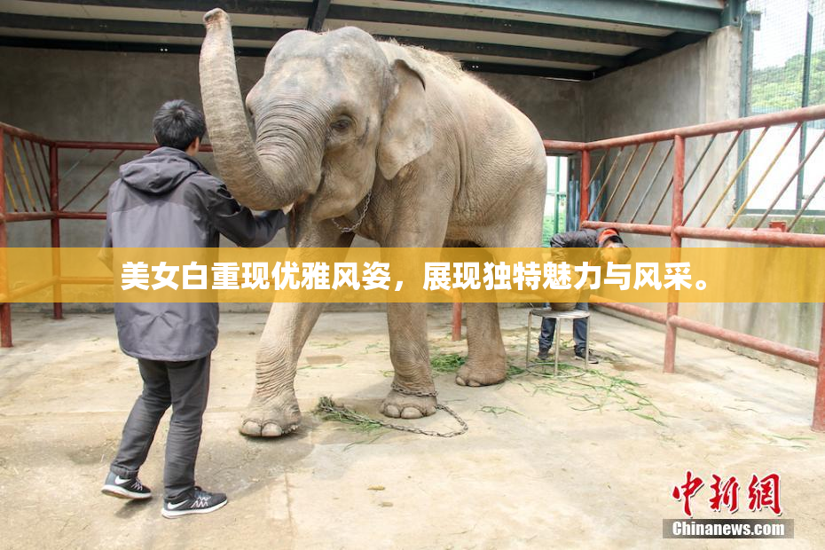 美女白重现优雅风姿，展现独特魅力与风采。