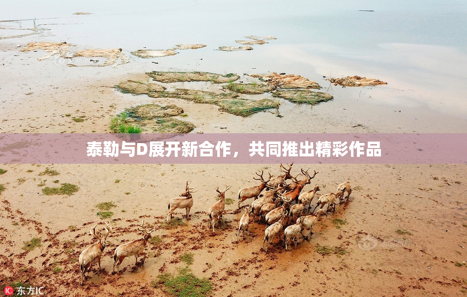 泰勒与D展开新合作，共同推出精彩作品