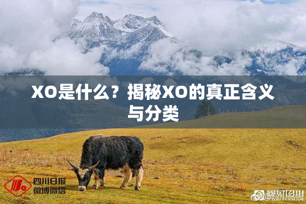 XO是什么？揭秘XO的真正含义与分类