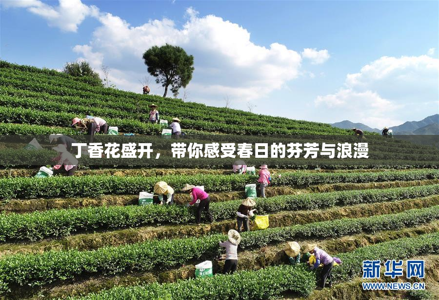 丁香花盛开，带你感受春日的芬芳与浪漫