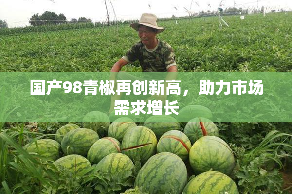 国产98青椒再创新高，助力市场需求增长