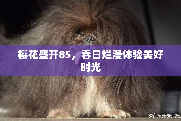 樱花盛开85，春日烂漫体验美好时光