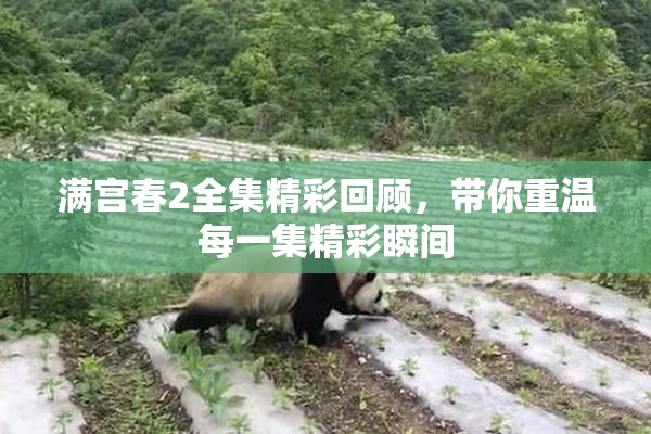满宫春2全集精彩回顾，带你重温每一集精彩瞬间