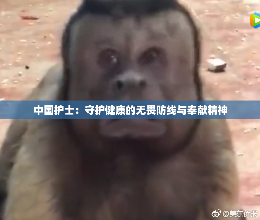 中国护士：守护健康的无畏防线与奉献精神