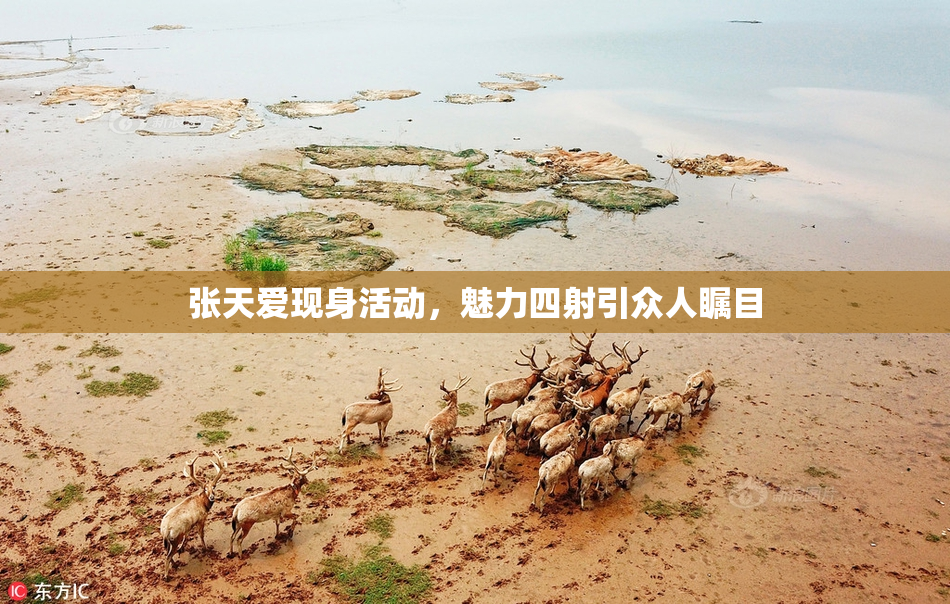 张天爱现身活动，魅力四射引众人瞩目