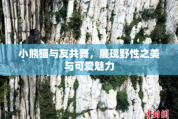 小熊猫与友共舞，展现野性之美与可爱魅力