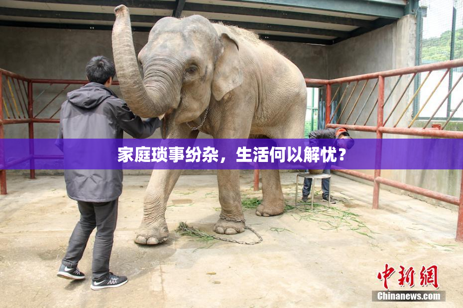 家庭琐事纷杂，生活何以解忧？