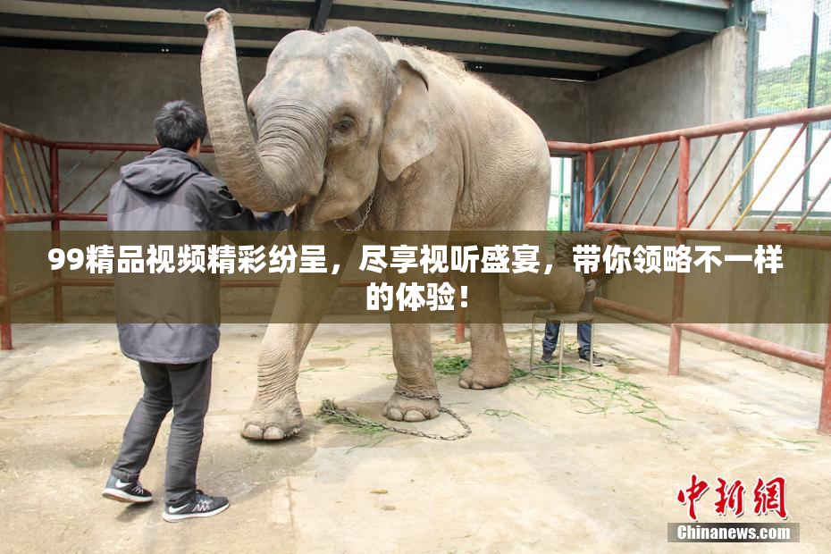99精品视频精彩纷呈，尽享视听盛宴，带你领略不一样的体验！