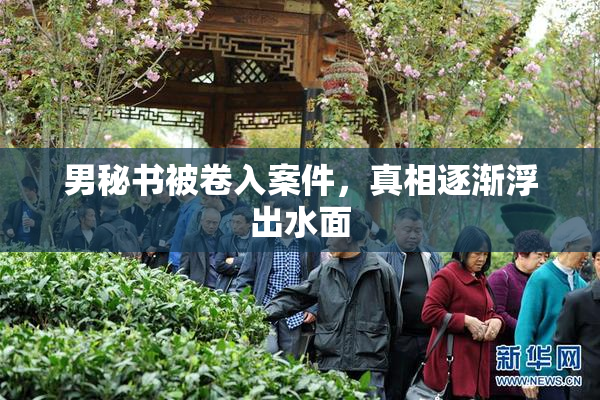 男秘书被卷入案件，真相逐渐浮出水面