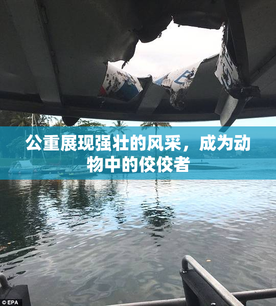 公重展现强壮的风采，成为动物中的佼佼者
