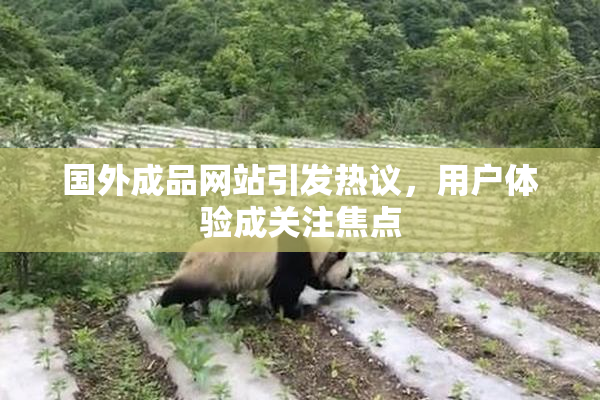 国外成品网站引发热议，用户体验成关注焦点