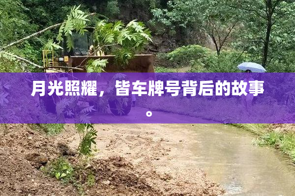 月光照耀，皆车牌号背后的故事。