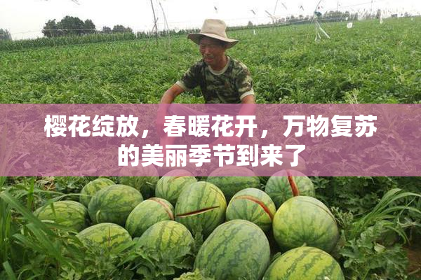 樱花绽放，春暖花开，万物复苏的美丽季节到来了