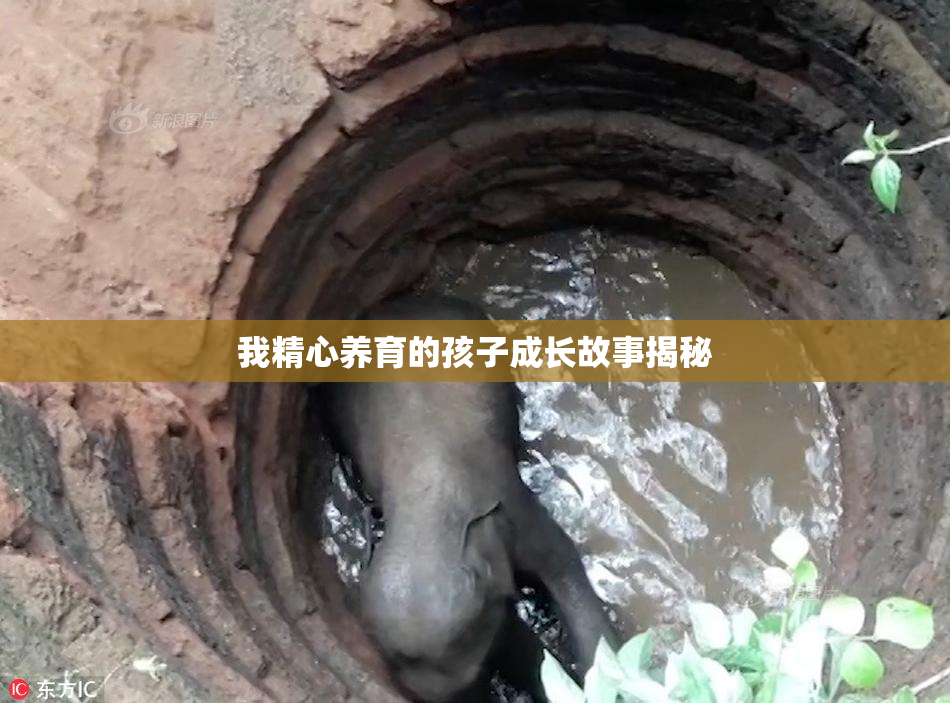 我精心养育的孩子成长故事揭秘