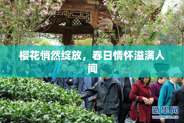 樱花悄然绽放，春日情怀溢满人间