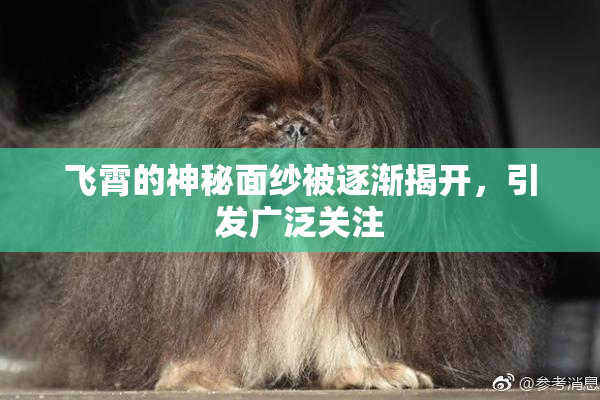 飞霄的神秘面纱被逐渐揭开，引发广泛关注