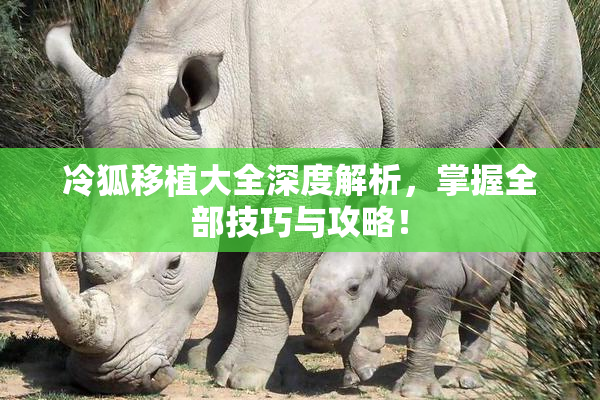 冷狐移植大全深度解析，掌握全部技巧与攻略！