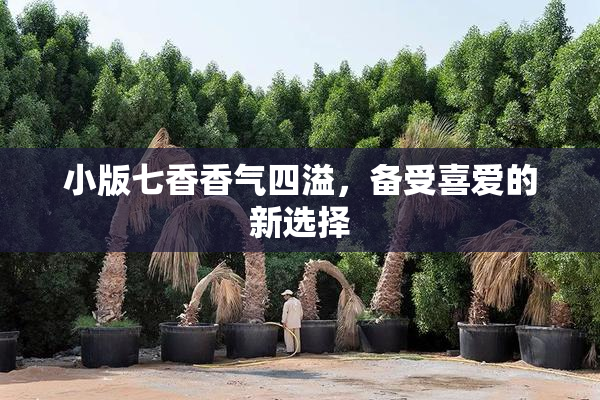 小版七香香气四溢，备受喜爱的新选择