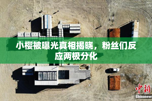 小樱被曝光真相揭晓，粉丝们反应两极分化