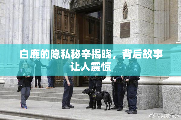 白鹿的隐私秘辛揭晓，背后故事让人震惊
