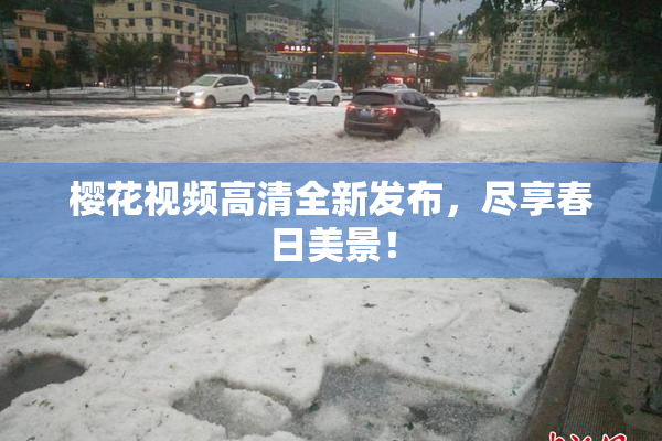 樱花视频高清全新发布，尽享春日美景！