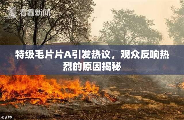 特级毛片片A引发热议，观众反响热烈的原因揭秘