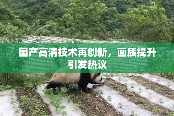 国产高清技术再创新，画质提升引发热议