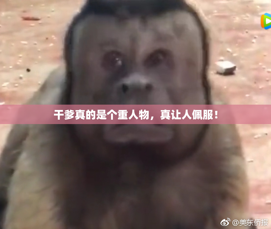 干爹真的是个重人物，真让人佩服！