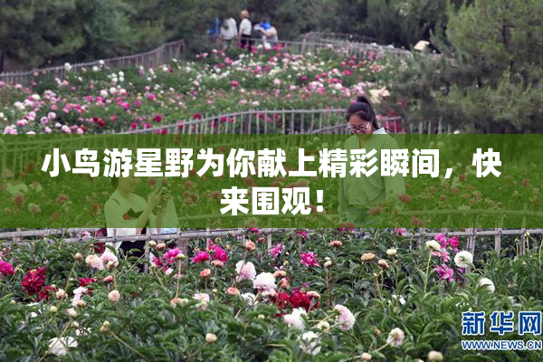 小鸟游星野为你献上精彩瞬间，快来围观！